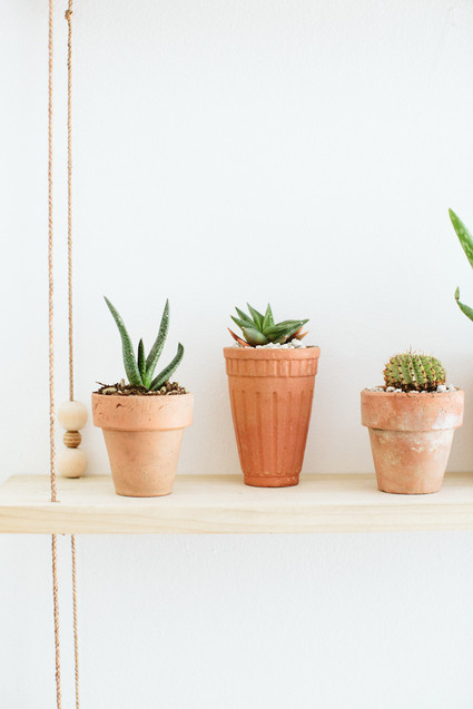 tiny cacti