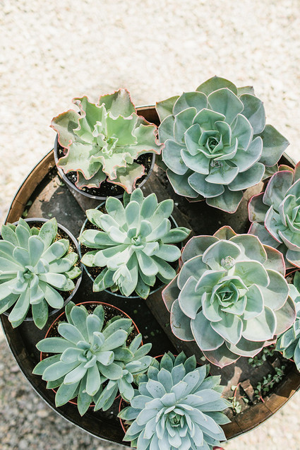 succulents