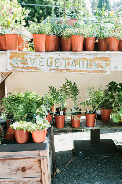 nursery seedlings