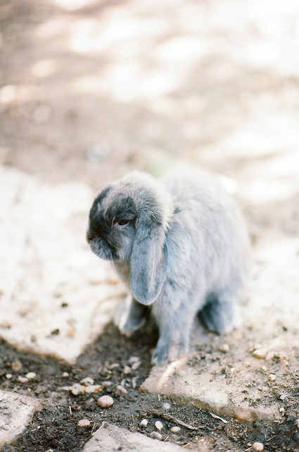 Venice Beach at home engagement shoot