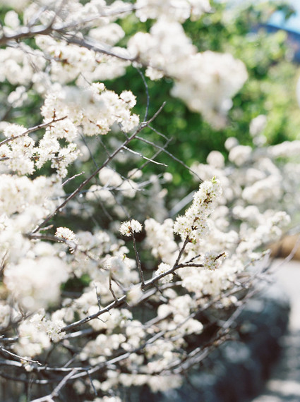 cherry blossoms