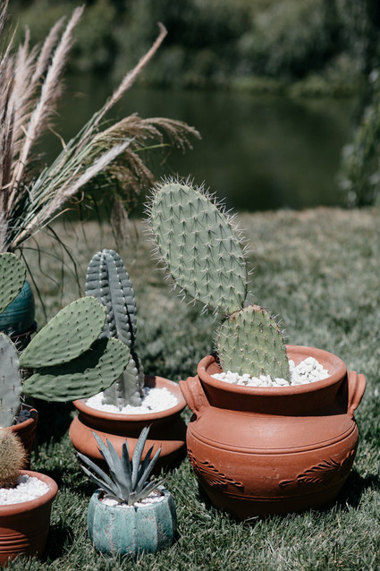 Cactus decor