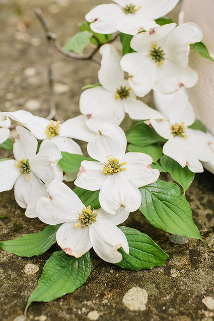 Dogwood blooms