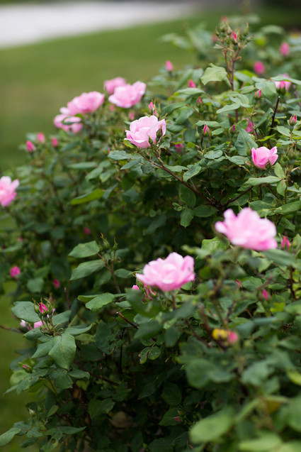 girl gender reveal party ideas