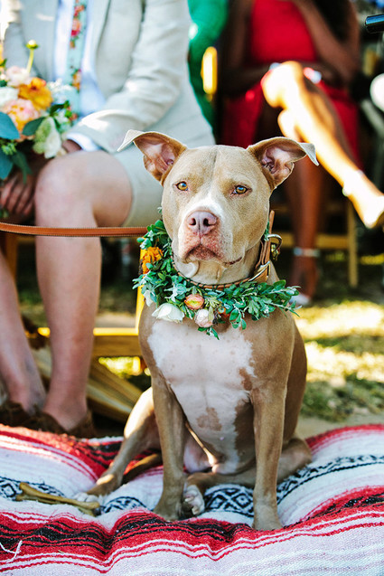 Wedding animals