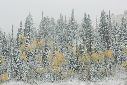 Rustic Thanksgiving wedding in the forest