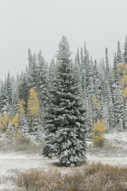 Rustic Thanksgiving wedding in the forest