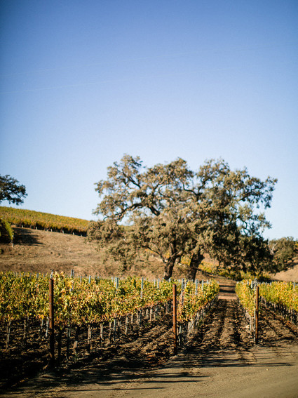 A day at a vineyard with Orbit stroller