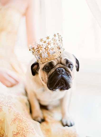 Wedding dog