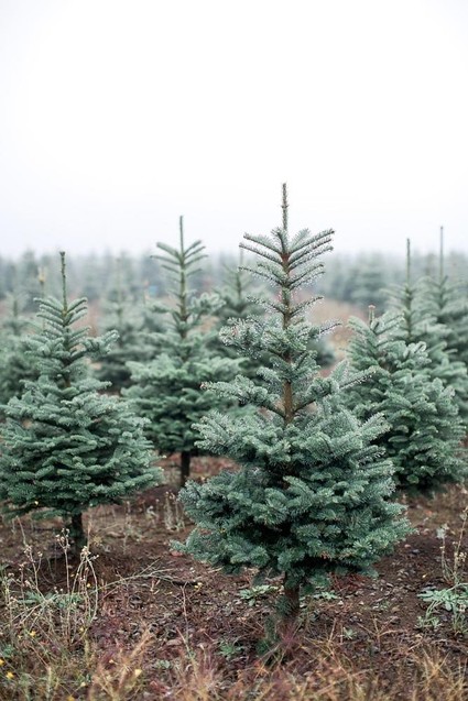 Christmas tree farm