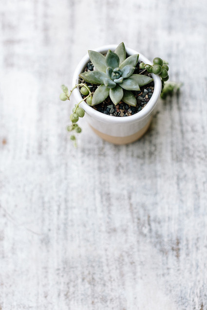 tiny succulent planter