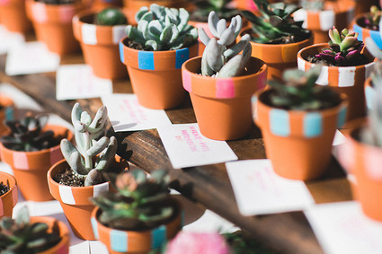 Succulent wedding favors