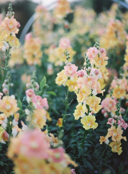 Snap Dragons Inspiration