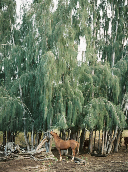 Elegant wedding inspiration at Dillingham Ranch