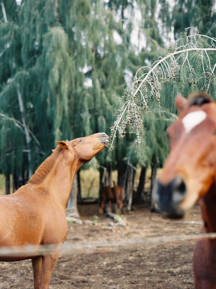 Elegant wedding inspiration at Dillingham Ranch