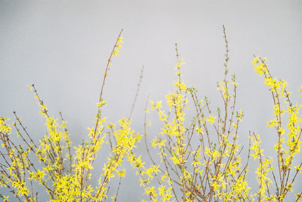 Yellow flowers