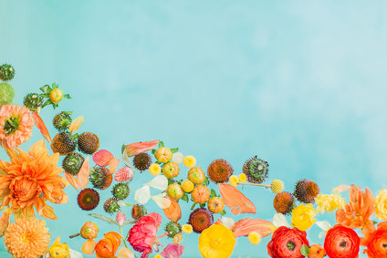 Colorful flowers