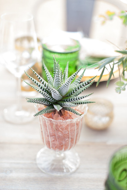 Aloe plant