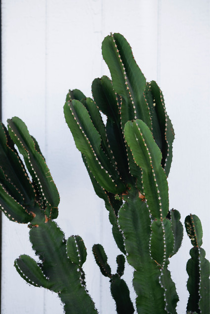 Coffee shop maternity photos