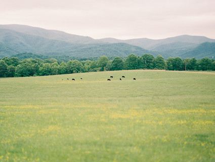 Meadow maternity photos