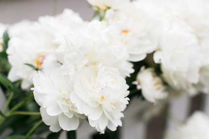 white garden peonies