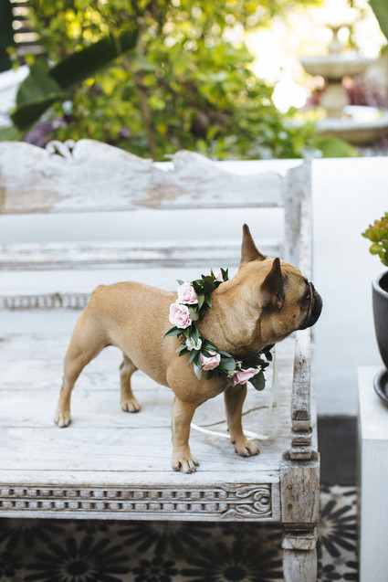frenchie with flower crown