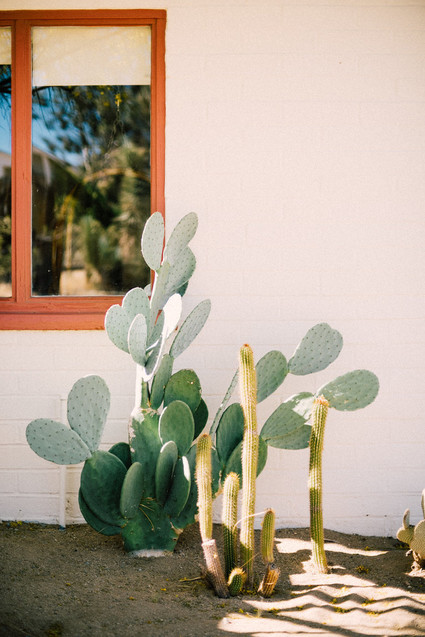 Joshua Tree cactus