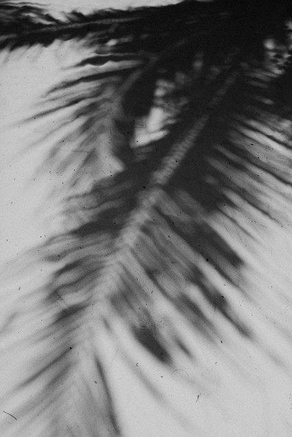 palm frond shadows