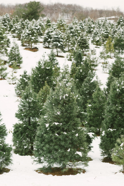 Snowy Christmas tree farm wedding ideas