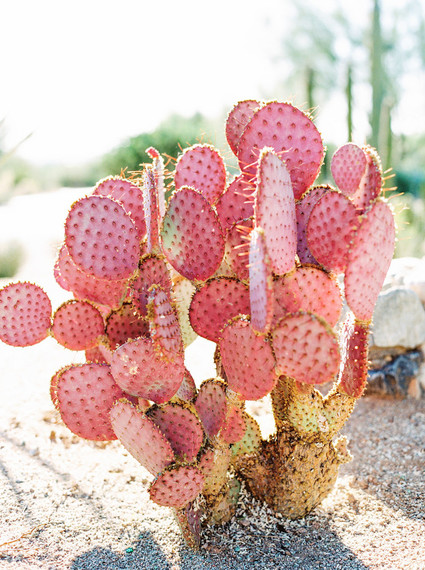 purple cactus