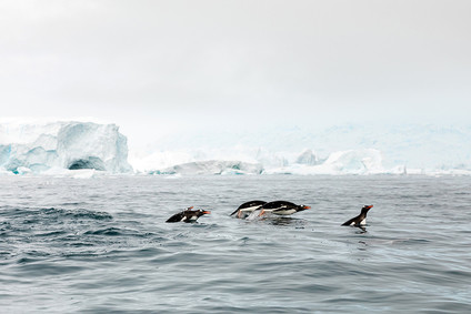 Antarctica wedding