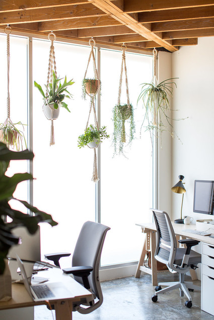 Macrame plant hangers
