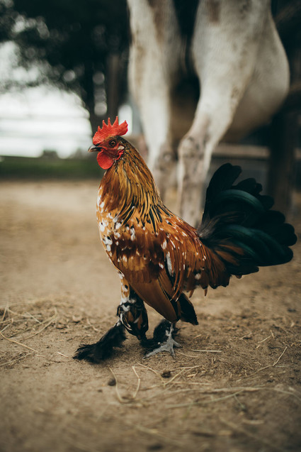 Rustic moody farm wedding inspiration in Bozeman, Montana