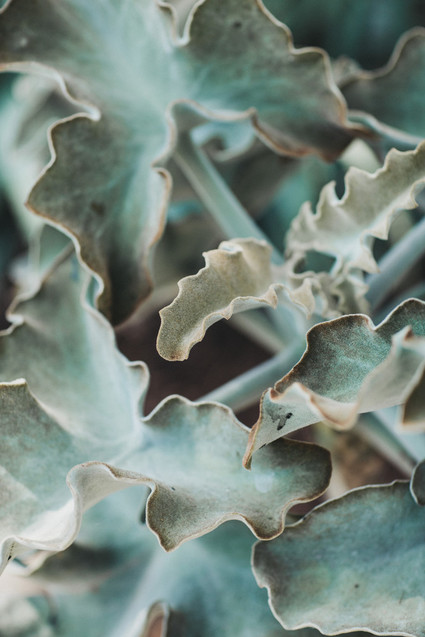 Intimate, elegant backyard wedding in Santa Barbara