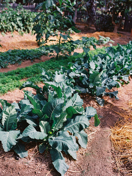 The ultimate itinerary for a honeymoon in Cabo / Todos Santos