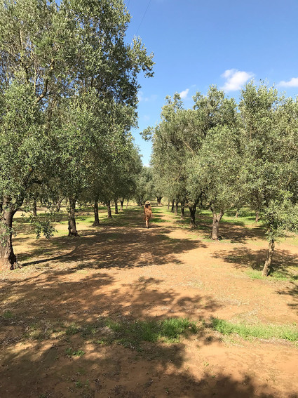 Puglia, Italy Inspiration