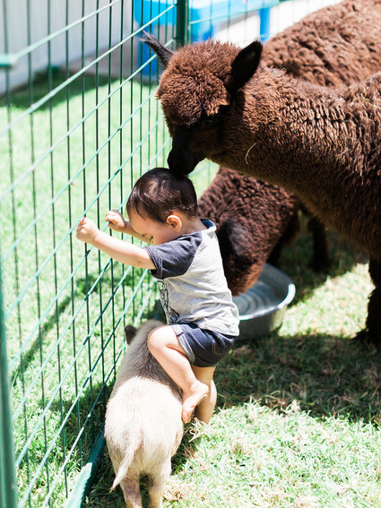 Party like an animal first birthday