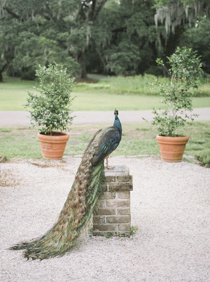 Ultra romantic southern wedding at Magnolia Plantation and Gardens in Charleston
