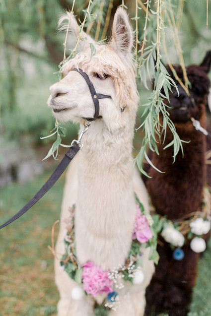 Apple orchard wedding inspiration in Mont Saint Hilaire, Quebec