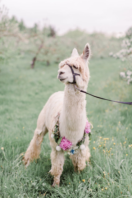 Apple orchard wedding inspiration in Mont Saint Hilaire, Quebec