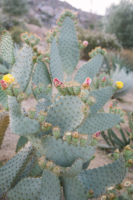 An insider's guide to the Guadalupe Valley in Baja on 100 Layer Cake