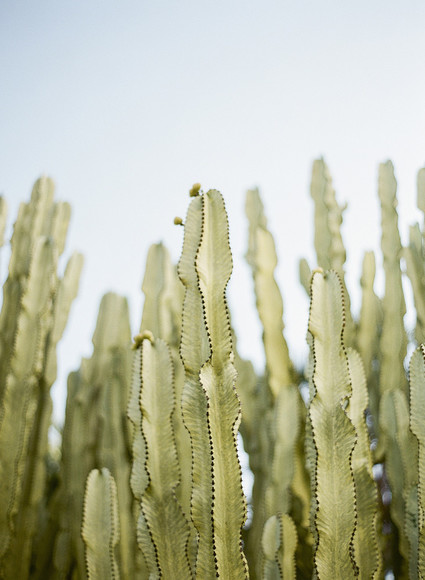 Cactus garden wedding venue in Montecito