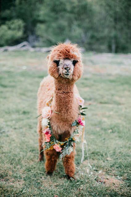 Rainbow alpaca girl's birthday party for twins