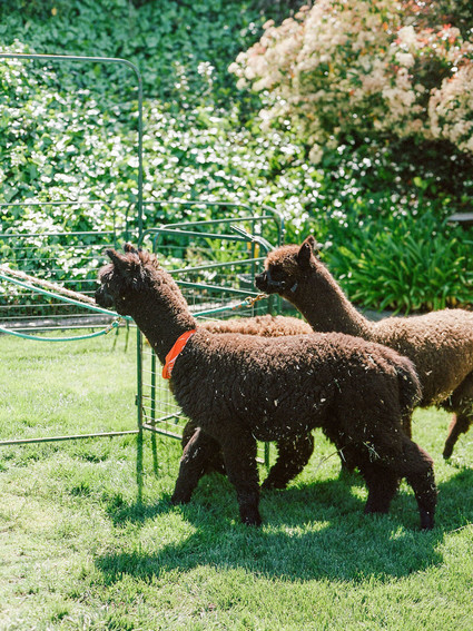 High tea backyard baby shower with baby animals