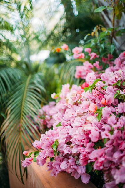Bougainvillea Inspiration
