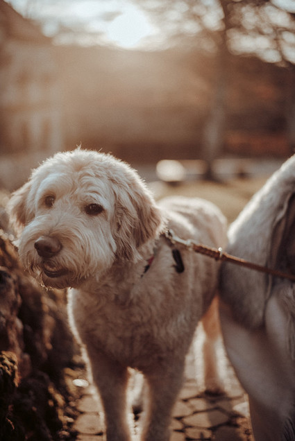 Bohemian fall elopement inspiration at Lichtenstein Castle