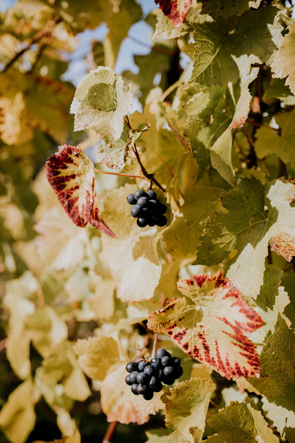Wedding at Methven Family Vineyards