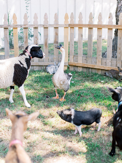 petting zoo for baby shower