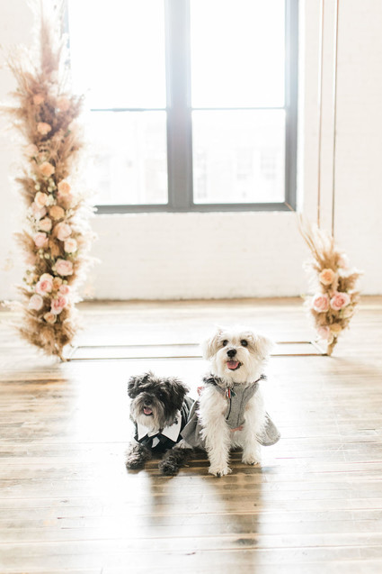 Wedding pets