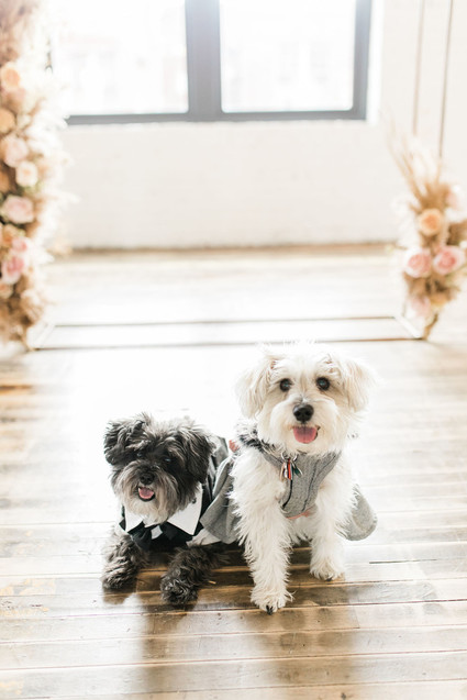 Wedding pets